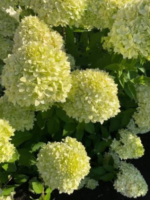 Раннецветущие сорта метельчатой гортензии. Гортензия метельчатая: описания, названия сортов, фото, видео