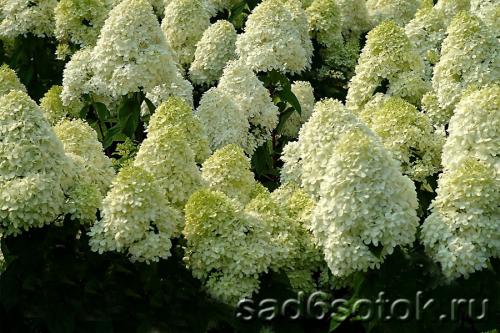 Фертильные и стерильные цветки у гортензии. Гортензия метельчатая (Hydrangea paniculata)