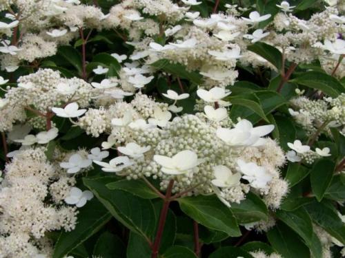 Раннецветущие сорта метельчатой гортензии. Гортензия метельчатая: описания, названия сортов, фото, видео