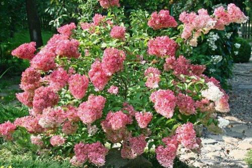 Самая красная метельчатая гортензия. Сорта метельчатой гортензии