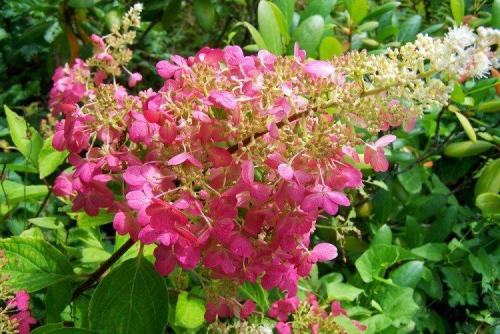 Самая красная метельчатая гортензия. Сорта метельчатой гортензии
