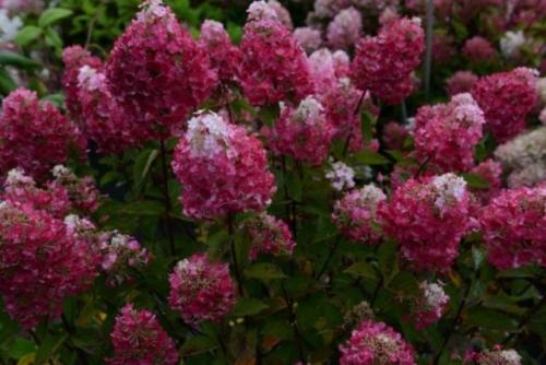 Раннецветущие сорта метельчатой гортензии. Гортензия метельчатая: описания, названия сортов, фото, видео