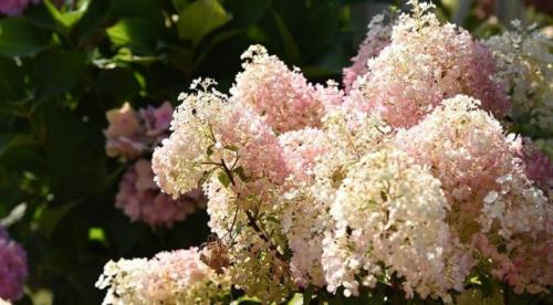 Раннецветущие сорта метельчатой гортензии. Гортензия метельчатая: описания, названия сортов, фото, видео