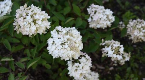 Раннецветущие сорта метельчатой гортензии. Гортензия метельчатая: описания, названия сортов, фото, видео