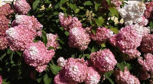 Раннецветущие сорта метельчатой гортензии. Гортензия метельчатая: описания, названия сортов, фото, видео