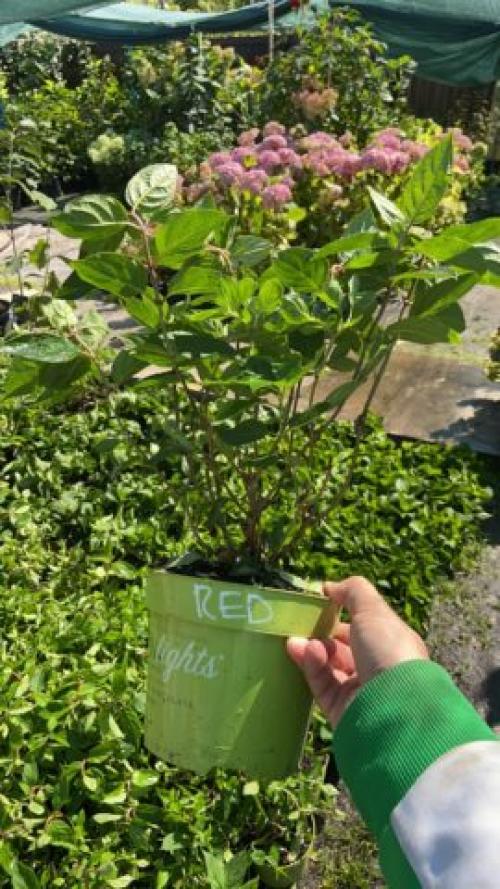 Раннецветущие сорта метельчатой гортензии. Гортензия метельчатая: описания, названия сортов, фото, видео