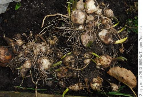 ЛУКОВИЧНЫЕ и КЛУБНИЕВЫЕ цветы ОСЕННЕЙ.. Высаживаем луковичные цветы осенью. Но некоторым луковичным нужно уделить особое внимание