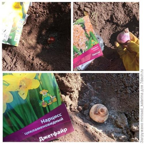 Как использовать луковичные и клубневые цветы в осеннем садовом дизайне. Осенние работы в цветнике