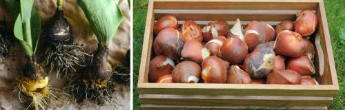 Как ухаживать за луковичными и клубневыми цветами после цветения. ВЫКАПЫВАНИЕ ЛУКОВИЦ ПЕРВОЦВЕТОВ ПОСЛЕ ОТЦВЕТАНИЯ И ИХ ХРАНЕНИЕ ДО ОСЕННЕЙ ПОСАДКИ