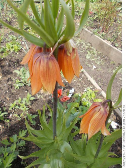 ЛУКОВИЧНЫЕ и КЛУБНИЕВЫЕ цветы ОСЕННЕЙ.. Высаживаем луковичные цветы осенью. Но некоторым луковичным нужно уделить особое внимание