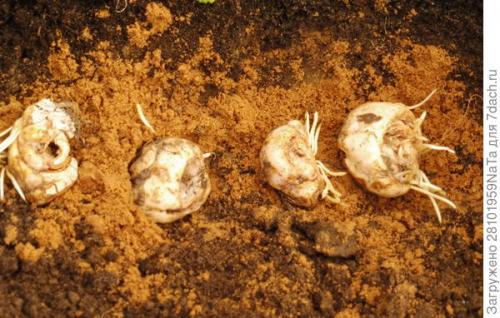 ЛУКОВИЧНЫЕ и КЛУБНИЕВЫЕ цветы ОСЕННЕЙ.. Высаживаем луковичные цветы осенью. Но некоторым луковичным нужно уделить особое внимание