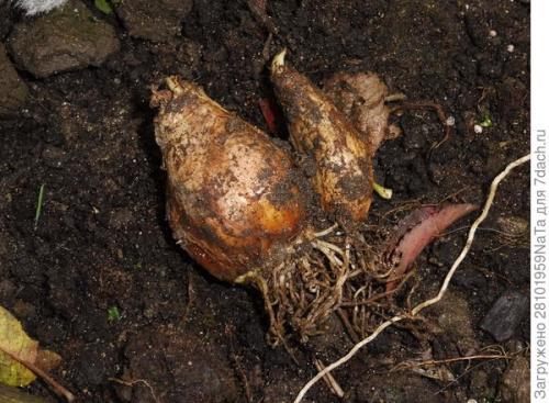 ЛУКОВИЧНЫЕ и КЛУБНИЕВЫЕ цветы ОСЕННЕЙ.. Высаживаем луковичные цветы осенью. Но некоторым луковичным нужно уделить особое внимание