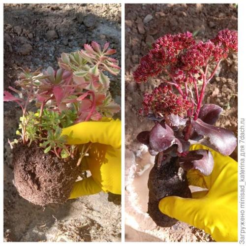 Как использовать луковичные и клубневые цветы в осеннем садовом дизайне. Осенние работы в цветнике