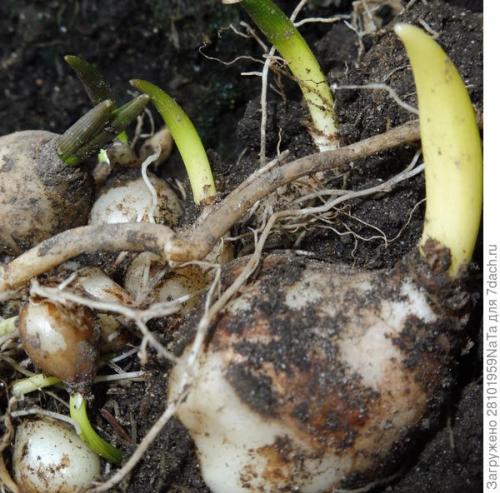 ЛУКОВИЧНЫЕ и КЛУБНИЕВЫЕ цветы ОСЕННЕЙ.. Высаживаем луковичные цветы осенью. Но некоторым луковичным нужно уделить особое внимание