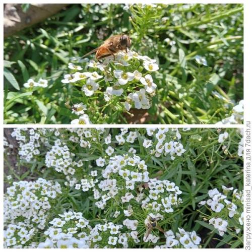 Как использовать луковичные и клубневые цветы в осеннем садовом дизайне. Осенние работы в цветнике