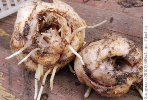 ЛУКОВИЧНЫЕ и КЛУБНИЕВЫЕ цветы ОСЕННЕЙ.. Высаживаем луковичные цветы осенью. Но некоторым луковичным нужно уделить особое внимание