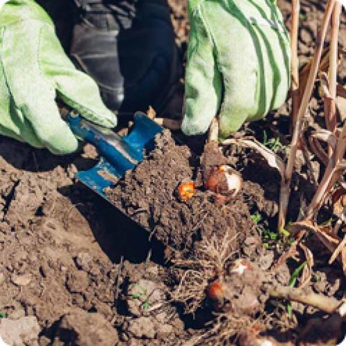 Как ухаживать за луковичными и клубневыми цветами после цветения. ВЫКАПЫВАНИЕ ЛУКОВИЦ ПЕРВОЦВЕТОВ ПОСЛЕ ОТЦВЕТАНИЯ И ИХ ХРАНЕНИЕ ДО ОСЕННЕЙ ПОСАДКИ