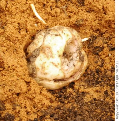 ЛУКОВИЧНЫЕ и КЛУБНИЕВЫЕ цветы ОСЕННЕЙ.. Высаживаем луковичные цветы осенью. Но некоторым луковичным нужно уделить особое внимание