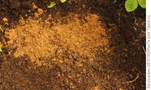 ЛУКОВИЧНЫЕ и КЛУБНИЕВЫЕ цветы ОСЕННЕЙ.. Высаживаем луковичные цветы осенью. Но некоторым луковичным нужно уделить особое внимание