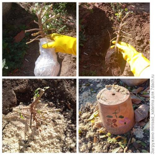 Как использовать луковичные и клубневые цветы в осеннем садовом дизайне. Осенние работы в цветнике