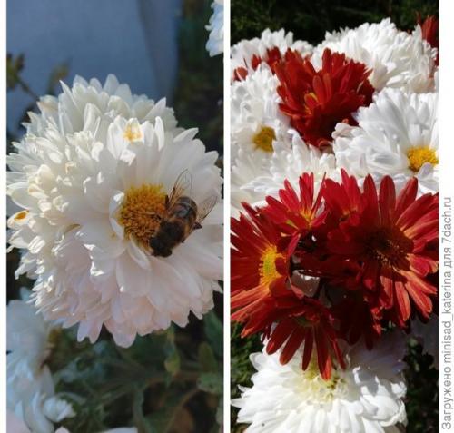 Как использовать луковичные и клубневые цветы в осеннем садовом дизайне. Осенние работы в цветнике