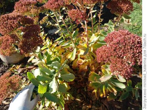 Как использовать луковичные и клубневые цветы в осеннем садовом дизайне. Осенние работы в цветнике