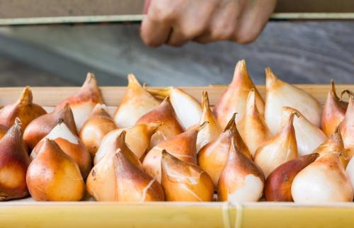 Как защитить луковичные и клубневые цветы от морозов и вредителей. Как сохранить клубни, луковицы и корневища до весны, если сажать поздно