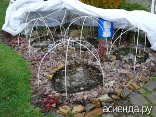 Какие ошибки чаще всего допускают садоводы при подготовке цветника к зиме. Ошибки при подготовке цветов к зиме