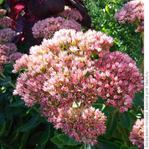 Как использовать луковичные и клубневые цветы в осеннем садовом дизайне. Осенние работы в цветнике