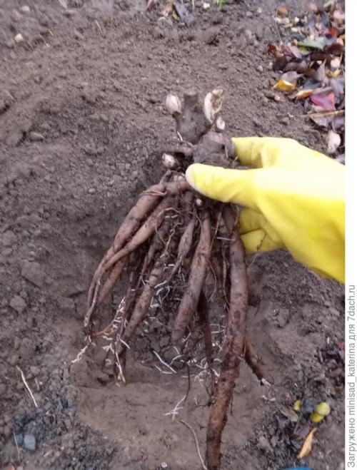 Как использовать луковичные и клубневые цветы в осеннем садовом дизайне. Осенние работы в цветнике