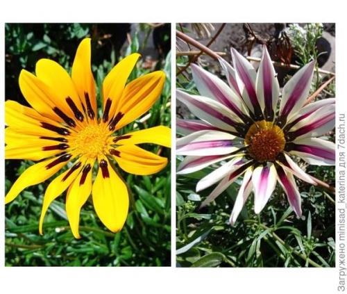 Как использовать луковичные и клубневые цветы в осеннем садовом дизайне. Осенние работы в цветнике