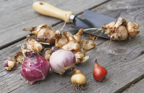 Как защитить луковичные и клубневые цветы от морозов и вредителей. Как сохранить клубни, луковицы и корневища до весны, если сажать поздно