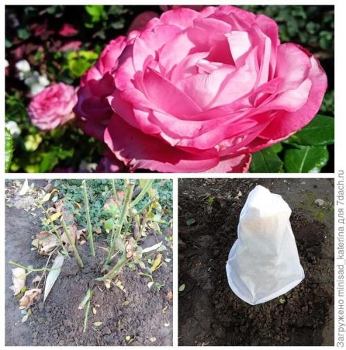 Как использовать луковичные и клубневые цветы в осеннем садовом дизайне. Осенние работы в цветнике