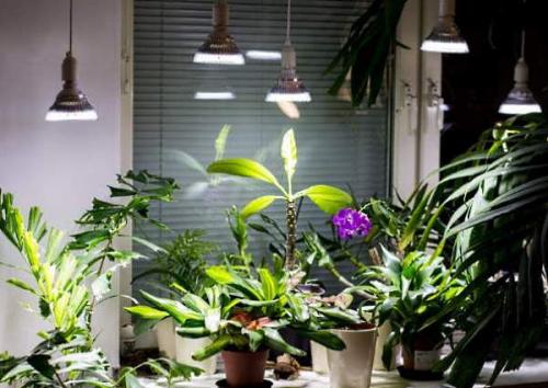 Особенности ухода за комнатными растениями осенью. Особенности ухода за домашними растениями в осеннее время года 02