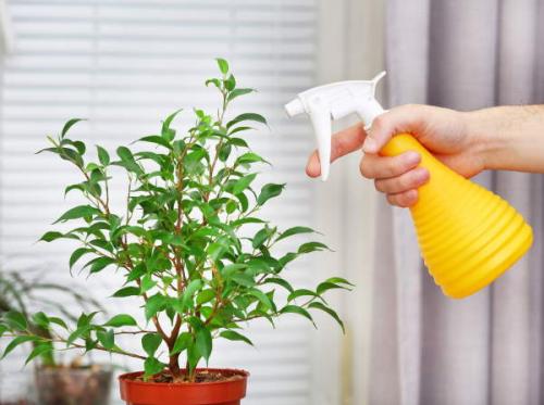 Особенности ухода за комнатными растениями осенью. Особенности ухода за домашними растениями в осеннее время года 03