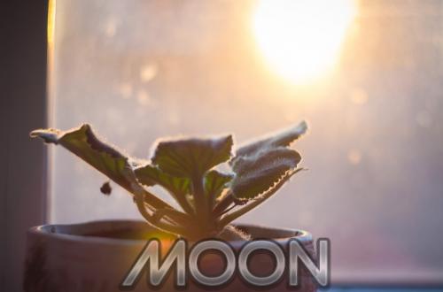 Благоприятные дни в октябре для пересадки комнатных растений. Когда пересаживать комнатные растения в октябре 2020 года?