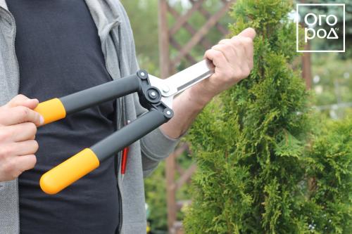 Купила сегодня туи 'Смарагд' и 'Брабант': первые шаги в выращивании 04