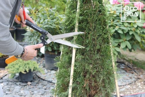 Купила сегодня туи 'Смарагд' и 'Брабант': первые шаги в выращивании 08