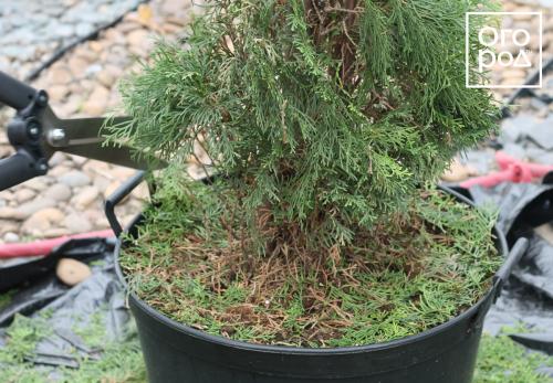 Купила сегодня туи 'Смарагд' и 'Брабант': первые шаги в выращивании 14