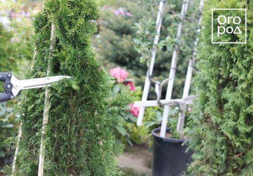 Купила сегодня туи 'Смарагд' и 'Брабант': первые шаги в выращивании 09