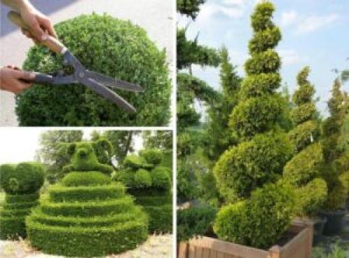 Купила сегодня туи 'Смарагд' и 'Брабант': первые шаги в выращивании 02