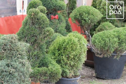 Купила сегодня туи 'Смарагд' и 'Брабант': первые шаги в выращивании 15