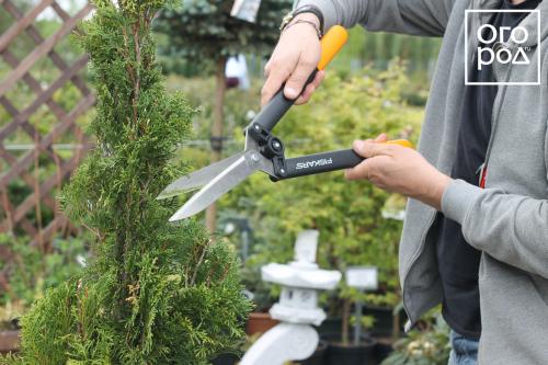 Купила сегодня туи 'Смарагд' и 'Брабант': первые шаги в выращивании 12