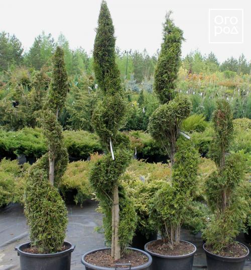 Купила сегодня туи 'Смарагд' и 'Брабант': первые шаги в выращивании 06