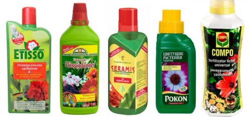 Подкормка комнатных цветов осенью. Осенняя подкормка комнатных цветов: народные и промышленные удобрения для растений