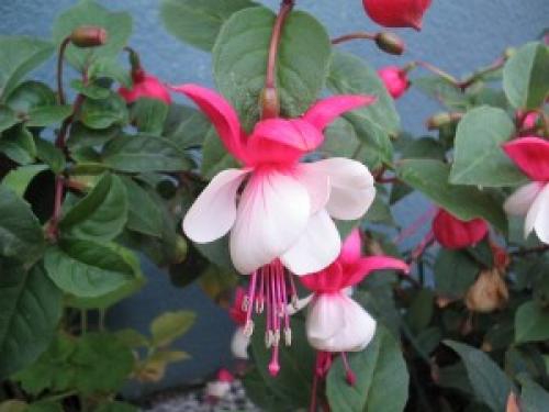 Чем обработать цветы перед тем как занести в дом. Когда заносить растения с улицы в дом?