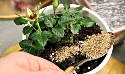 Подкормка комнатных цветов осенью. Осенняя подкормка комнатных цветов: народные и промышленные удобрения для растений