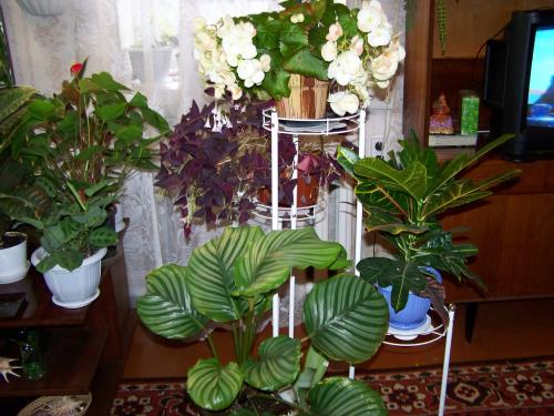 Чем обработать цветы перед заносом в дом. Комнатные растения: возвращение с дачи