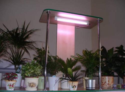 5 правил ухода зимой за комнатными растениями. Особенности зимнего ухода за комнатными растениями 15