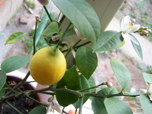 Чем обработать цветы перед заносом в дом. Комнатные растения: возвращение с дачи